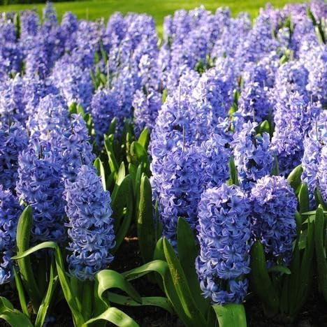 Hyacinthus Orientalis ‘Delft Blue’ – 2 Hyacinth Bulbs, 6" Fragrant Perennial Flowers, Spring Bloom, Easy to Grow