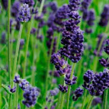 25 Seeds Lady Lavender, Lavandula angustifolia, Fragrant Perennial Herb for Gardens & Aromatherapy