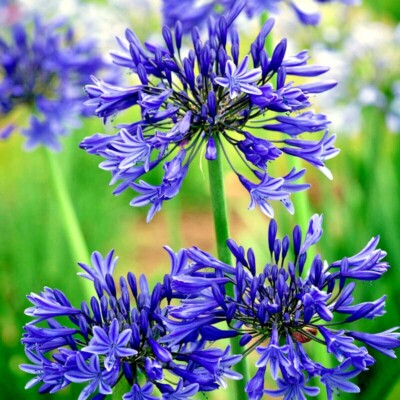 25 Dwarf Blue Lily of the Nile Seeds – Agapanthus ‘Peter Pan’ Perennial Flower, Zone 8-11
