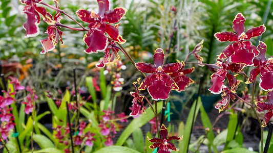 Odonticidium Wildcat 'Bobcat' Orchid Plant | Burgundy & Yellow Blooms | AM/AOS Award | Live Starter Plant in 3" Pot