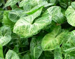 4 Syngonium Podophyllum Cuttings - White Butterfly Arrowhead Vine - Easy Care Houseplant, 5”+ Tall, Perfect for Indoor Gardens