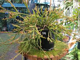 Rhipsalis ewaldiana - Rare Mistletoe Cactus Starter Plant, 3 1/4" Pot, Well-Rooted Cutting, Unique Jungle Cactus from Brazil