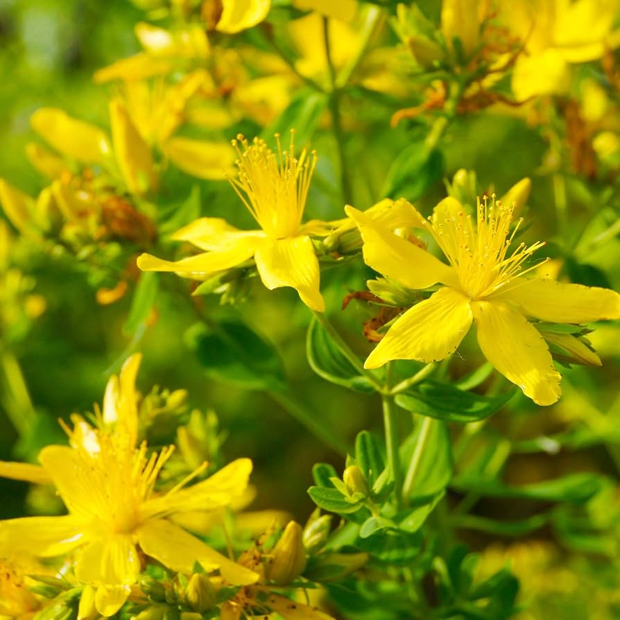 1000 Seeds Great St. John's Wort, Hypericum Perforatum, Yellow Herb Perennial, Non-GMO Herb, Easy-Grow for Gardens