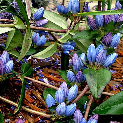 750 Seeds Gentiana Andrewsii | Bottle Gentian Seeds for Planting | Native Blue Wildflower | Pollinator-Friendly Perennial Gardens & Meadows