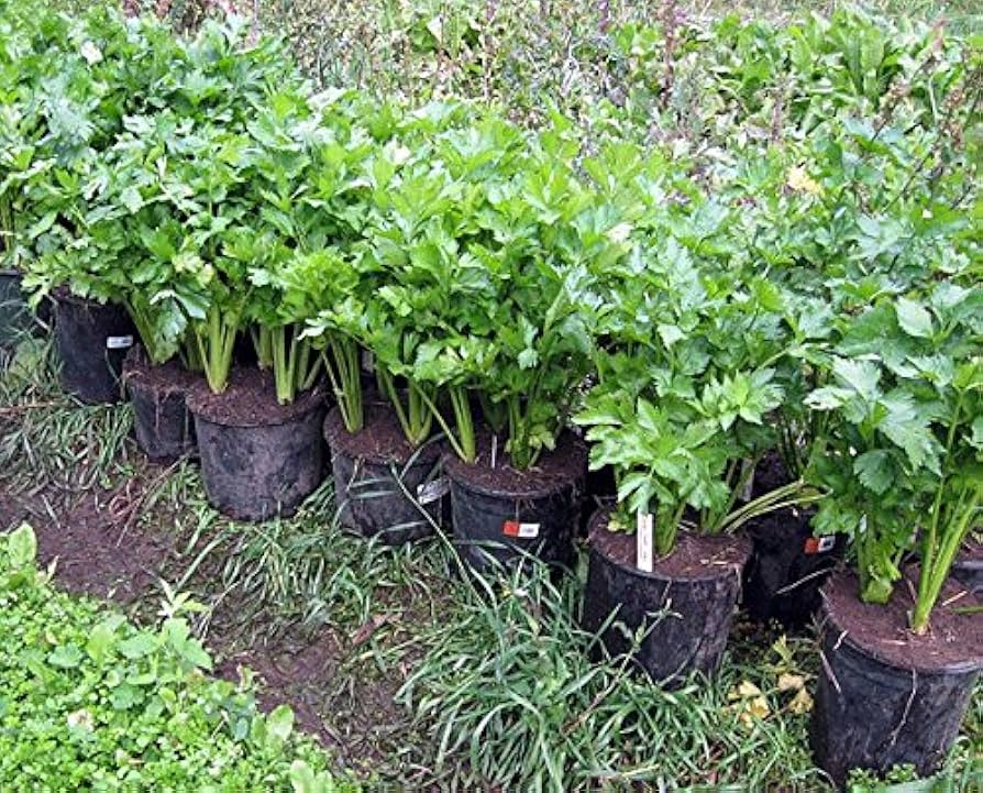 Chinese Celery Kintsai Dark Green Seeds – 500mg for Planting, Heirloom Variety, Aromatic & Tender, High Yield, Garden Container