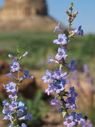 100mg Penstemon Angustifolius Seeds, Narrowleaf Penstemon, Drought-Tolerant Native Wildflower
