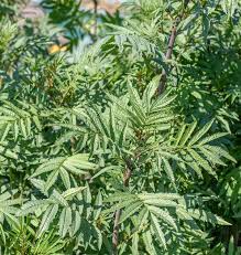 Black Mint Huacatay Seeds – 100mg for Planting, Heirloom Variety, Fragrant & Flavorful, High Yield, Hardy Annual, Garden Container