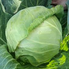 500 Copenhagen Market Cabbage Seeds – Brassica oleracea – Heirloom, Early-Maturing, Compact & Sweet