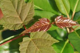 10 Seeds Acer grosseri – Snakebark Maple, Rare Ornamental Shade Tree with Striking Bark