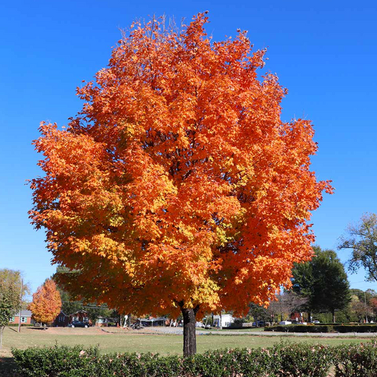 1 Sugar Maple Tree, 2-3 Ft Tall, Live Bare Root Plant, Acer saccharum, Fast Growing Shade Tree