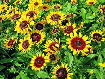 300 Seeds Daisy Gloriosa (Rudbeckia hirta) - Yellow Wildflower for Planting, Perennial, Garden, Pollinator-Friendly, Drought Tolerant