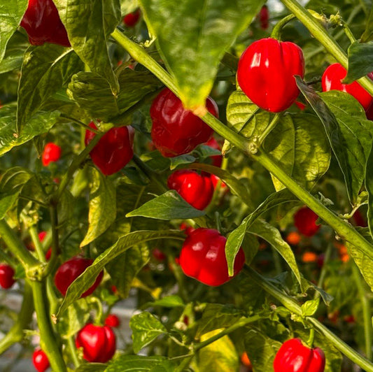 20 Seeds Red Habanero Pepper – Capsicum chinense, Fiery Hot Heirloom Chili
