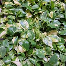 1 Philodendron 'Burle Marx' Live Rooted Plant, Bare Root, Tropical Indoor Houseplant, Easy to Grow