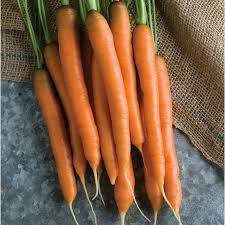 1000+ Mokum Carrot Seeds – Sweet, Crisp, Early Maturing Hybrid Carrots