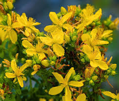 500 Seeds Hypericum Punctatum | Dotted St. John's Wort for Planting | Native Perennial Wildflower | Yellow Pollinator Plant | Medicinal Herb