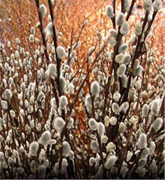 10 Fresh Pussy Willow Unrooted Cuttings - Easy to Root Salix Discolor