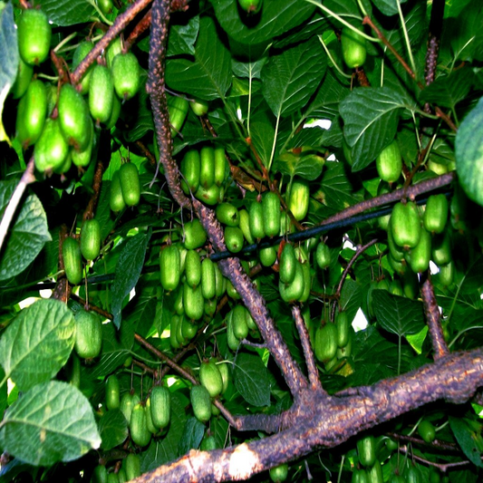 50 Issai Kiwi Seeds (Actinidia arguta) – Cold Hardy Arctic Grape Kiwi, Fast-Growing Superfruit Vine