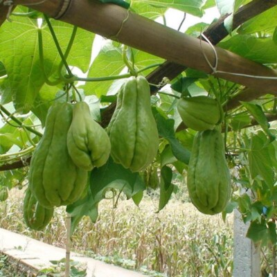 3 Sprouted Chayote Squash Mirliton Live Plants – Ready to Plant – Fast Growing – Fresh & Healthy