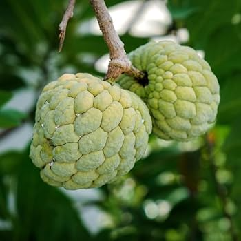 Sugar Apple Starter Plant Seedling (Annona squamosa) - Live Fruit Tree 2-3’ Tall - Srikaya Sweet Tropical Custard Apple for Garden