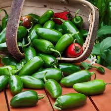 25 Jalapeño M Pepper Seeds – Capsicum annuum – Heirloom, Non-GMO, Medium Heat (2,500–5,000 SHU)
