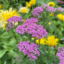 500 Seeds Yarrow Cerise Queen, Perennial 36" Cut Flowers, Pollinator Friendly, Non-GMO, Achillea millefolium, Vibrant Pink Blooms