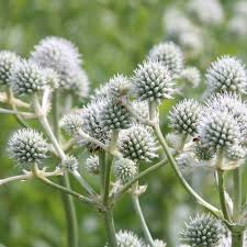 1 Gram Seeds Eryngium yuccifolium (Rattlesnake Master) for Planting | Unique Native Perennial for Gardens, Prairies, and Landscaping
