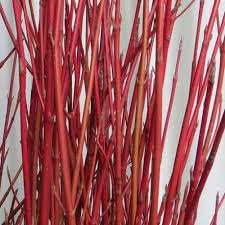 Bright Red Dogwood Unrooted Cuttings, Cornus sericea, Hardy Shrub with Vibrant Red Stems