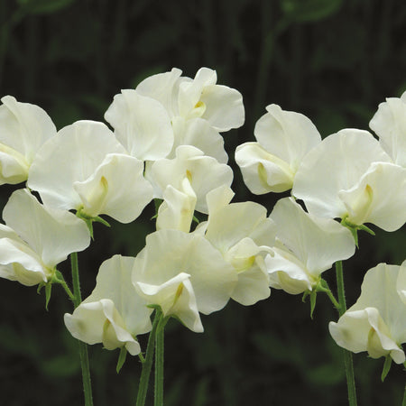 Cathy Sweet Pea Seeds – 50+ Pure White Blooms – Elegant Climbing Vine for Trellises, Wedding Gardens, Bouquets & Borders – USA