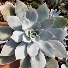 Echeveria Cante (White Cloud) Live Succulent Plant - Drought-Tolerant, Slow-Growing, 6-12" Tall