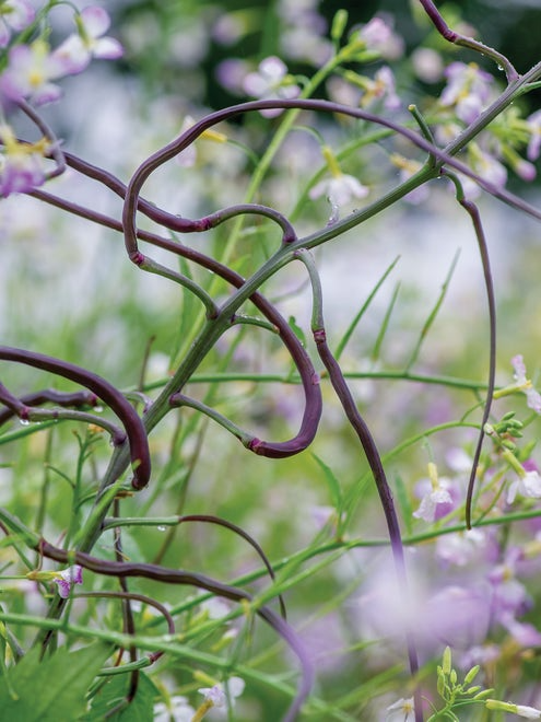 500+ Dragon's Tail Radish Seeds – Unique Edible Pod Radish, Spicy & Crisp