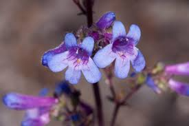 100mg Penstemon humilis - Low Beardtongue Seeds for Alpine Gardens, Pollinator-Friendly Wildflower