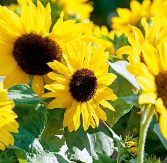 100 Seeds Sunflower HENRY WILDE Yellow (Helianthus annuus), Multiple Blooms, Attracts Birds, Bees & Butterflies, Perfect for Garden, Non-GMO
