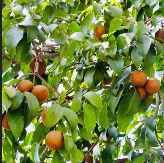 Grafted Sapodilla Tree (Manilkara zapota) Live Tropical Fruit Tree 12”-24” – Early Fruiting, Sweet Zapote Fruit