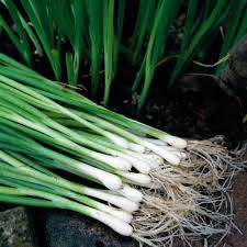 250 mg Seeds Onion White Lisbon Bunching – Allium fistulosum | Heirloom Vegetable for Planting, Crisp & Flavorful Green Onions