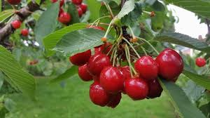 10+ Merton Glory Cherry Seeds – Sweet, Large, Juicy White Cherry Tree