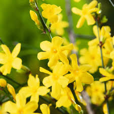 Jasminum Nudiflorum Winter Jasmine Vine, 7+ Fresh Cuttings, Bright Yellow Flowers, January Blooms
