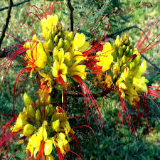 5 Mexican Desert Yellow Bird of Paradise Seeds (Caesalpinia gilliesii) – Vibrant Yellow & Red Blooms, USDA Zones 8-11, Drought-Tolerant