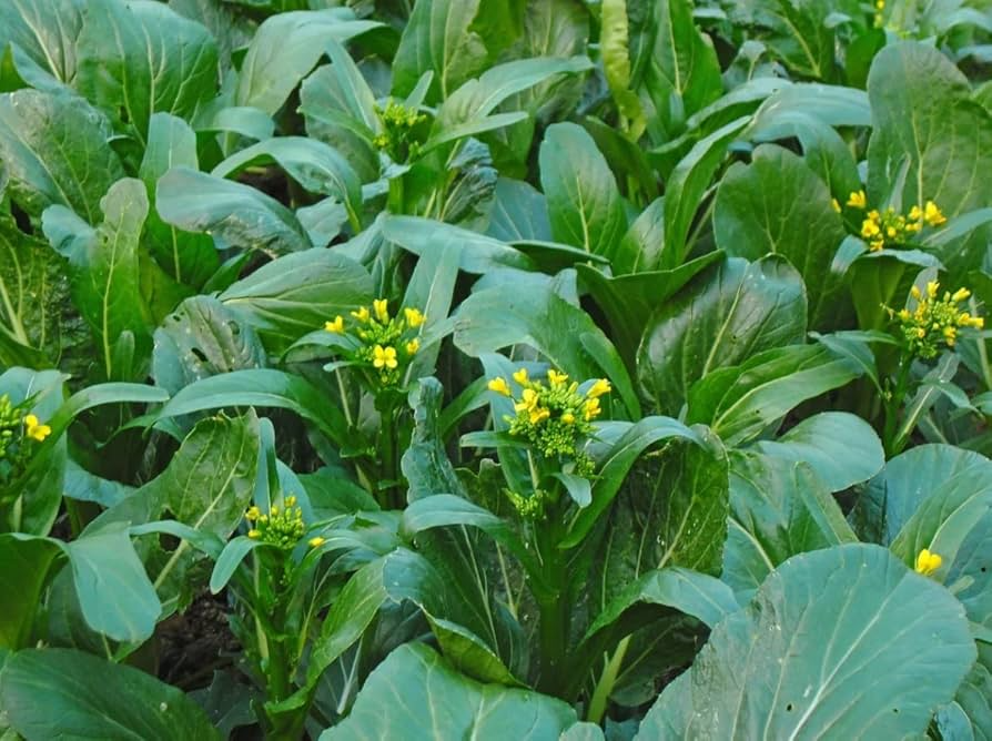 500mg Yu Choy Sum Seeds Brassica rapa Flowering Jung Green for Planting | Heirloom Asian Greens Tender Stalks & Yellow Flowers