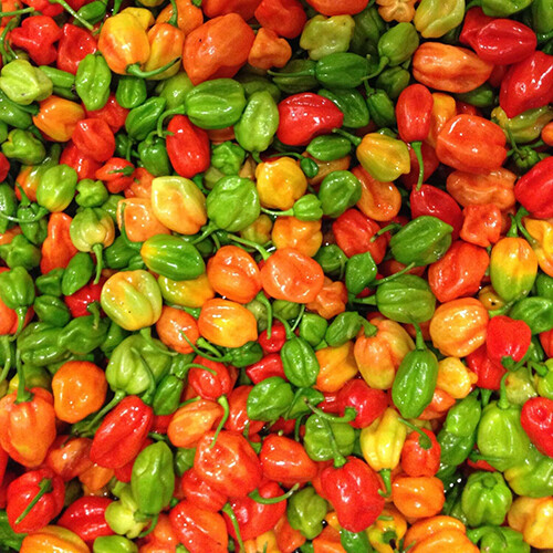 Aji Dulce Pepper Seeds - Heirloom, Non-GMO - Mild Heat (500-1,000 Scoville) - 100 Days to Maturity - USDA Zones 4-10 - Perfect for Sautéing