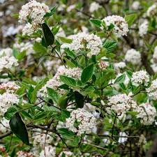 Arrowwood Viburnum Bush – Live Bare Root Plant, Viburnum Dentatum, 15’ Tall, White Flowers, Edible Fruit, Full Sun, Guaranteed Growth