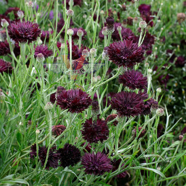 400 Cornflower Black Ball Seeds, Centaurea cyanus, Purple Bachelor Button, Non-GMO, USA Grown, Vibrant Cut Flowers for Garden & Bouquets