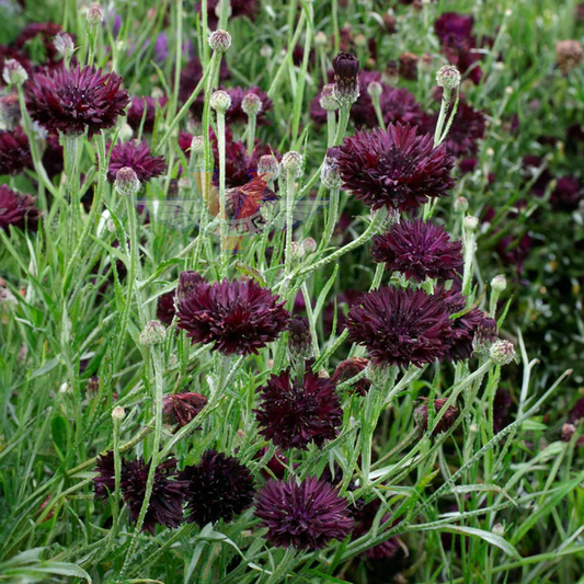 400 Cornflower Black Ball Seeds, Centaurea cyanus, Purple Bachelor Button, Non-GMO, USA Grown, Vibrant Cut Flowers for Garden & Bouquets