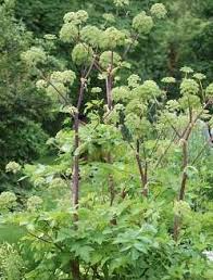 250 mg Seeds Anise – Pimpinella anisum Herb for Planting | Aromatic Spice for Cooking, Teas, and Garden Growth