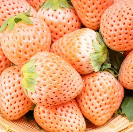 10 Bare Root Pineapple Strawberry Plants – Fragaria × ananassa, Unique White Strawberries
