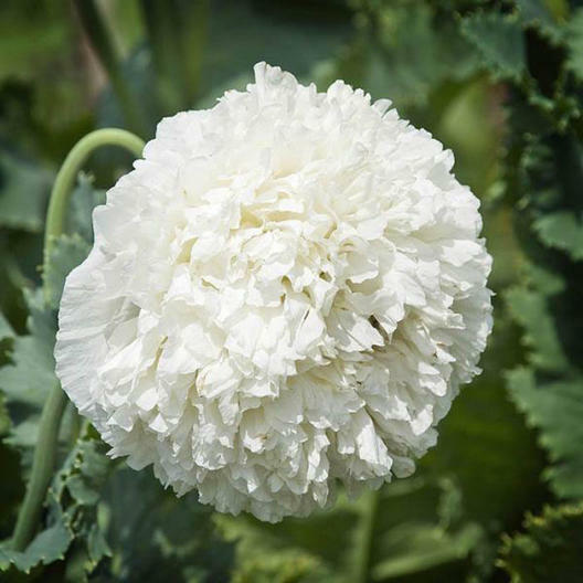 300 Seeds Poppy White Cloud, Peony Double Blooms, Breadseed Poppy, Huge White Blooms, Non-GMO, Papaver somniferum