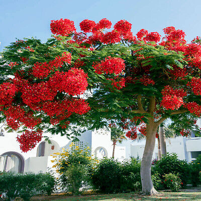 5 Royal Poinciana Seeds (Delonix Regia) – Red Flame Tree, Tropical Ornamental