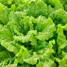 500 Seeds Black Seeded Simpson Leaf Lettuce Lactuca sativa | Heirloom, Non-GMO, Fast-Growing, Crisp, Tender Salad Green