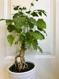 15 Radermachera sinica Seeds | China Doll Tree, Exotic Indoor Bonsai Plant, Non-GMO, Indoor Potted, Unique Decorative Houseplant