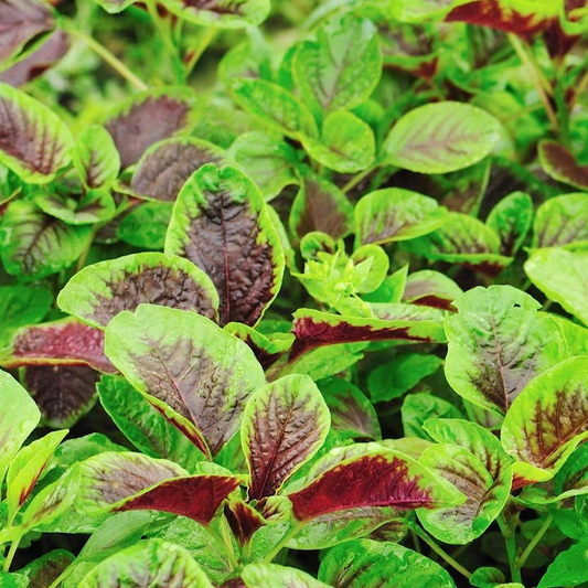 500 Seeds Edible Amaranth Red Stripe Leaf | Chinese Spinach | Yin Tsai Seeds for Planting | Red Beauty Tricolor | Red Callaloo Vegetable