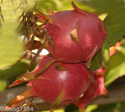 Halley’s Comet Dragon Fruit - Hylocereus Undatus - Red Flesh, Rooted Plant 4-7”, Full Sun, Hardy to 32 F, Perfect for Home Gardens